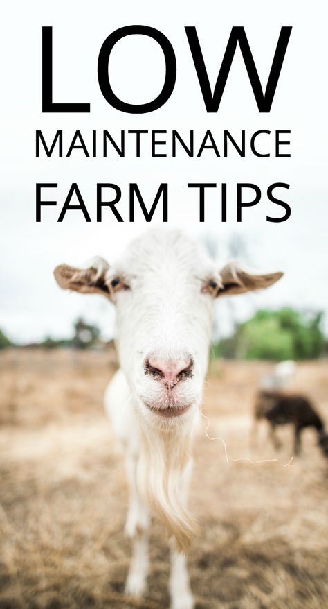 Small Farm Hacks, Diy Farm Hacks, Farm Tips And Tricks, Farm Yard Ideas, Hobby Farm Ideas, Therapy Farm, Mini Farms, Baby Powder Uses, Farming Tips