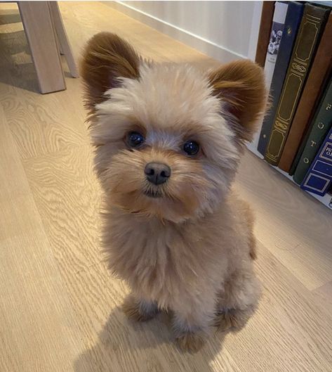 Dog Teddy Bear Haircut, Pets Pictures, Yorkie Haircuts, Single Parents, Very Cute Puppies, Dog Haircuts, Dogs Trust, Cute Puppy Pictures, Single Moms