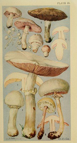 Fairy Ring Mushroom, Types Of Mushrooms, Photowall Ideas, Illustration Botanique, Vintage Botanical Prints, Scientific Illustration, Illustration Vintage, Art Et Illustration, Mushroom Art