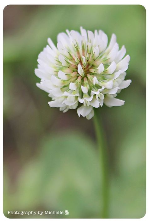 Wildwood Flower, White Clover, Grandmas Garden, Natural Ecosystem, Clover Flower, Green Spring, Language Of Flowers, Flower Fairies, Nature Garden