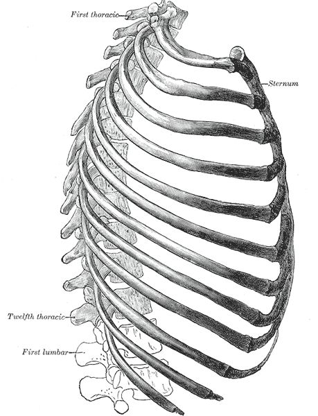 Gray's Anotomy Thorax side view Rib Cage Drawing, Thoracic Cage, Male Figure Drawing, Human Spine, Human Bones, Human Anatomy Drawing, Human Figure Drawing, Anatomy Sketches, Anatomy For Artists