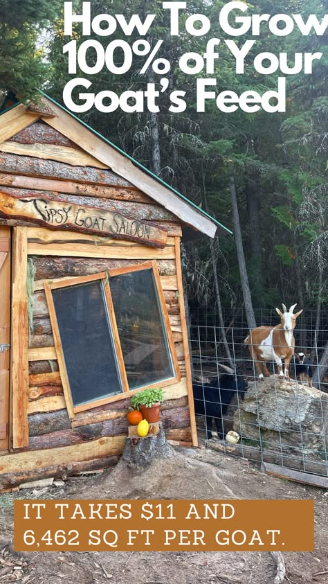 How to Grow Goat Feed on Your Homestead - The Homesteader's Chronicle Goat Garden Ideas, Farm Animal Set Up, Goat Paddock Ideas, Goat Enrichment Ideas, Goat Homestead, Goat Playground Ideas Diy, Goat Enclosure Ideas, Small Goat Barn, Goats Homestead