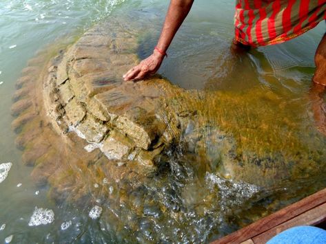 500 Year Old Temple Rises from the Mahanadi River in Odisha Mahanadi River, Sunken Temple, Odisha Temple, Ancient Temples Of India, Indian History Old Photos, Old Temples In India, India Historical Place, Creator Of The Universe, Goodison Park