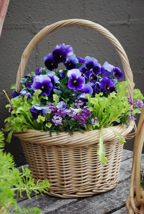 Gardening For Dummies, Purple Pansies, Spring Basket, Purple Pansy, 강아지 그림, Garden Containers, Deco Floral, Container Plants, Love Flowers