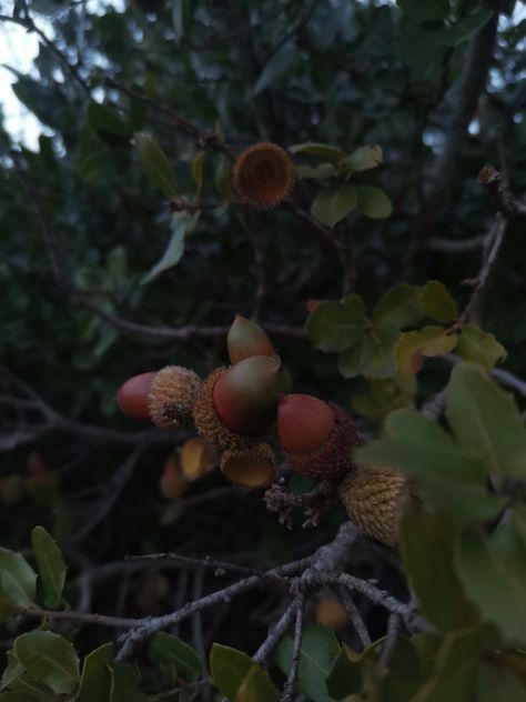 Acorns Aesthetic, Acorn Aesthetic, Nuts Aesthetic, Acorn Tree, Autumn In My Heart, Witchy House, Chestnut Trees, Garden Aesthetic, Weather Patterns