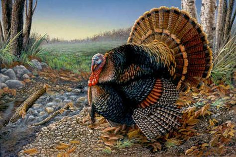 Turkey Painting, Turkey Images, Turkey Art, Thanksgiving Time, Vintage Thanksgiving, Turkey Hunting, Wild Turkey, Wildlife Paintings, Holiday Pictures