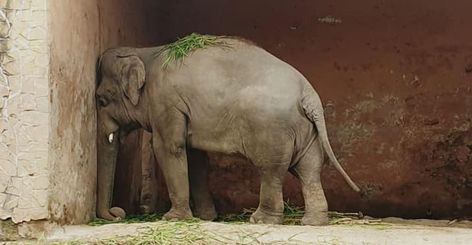 Sri Lankan Elephant, Good News Stories, Elephant Sanctuary, Naya Rivera, Asian Elephant, Animal Sanctuary, Wildlife Sanctuary, Open Letter, Music Therapy