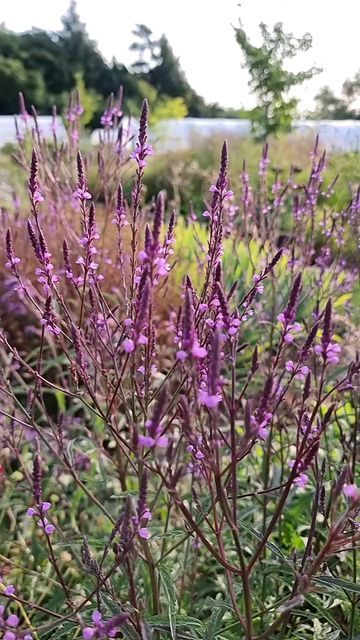 @arvensisperennials on Instagram: "We are really pleased to now have available in p9 this fantastic new Verbena from Malcolm Allison @malcolmallisonplants - a tough but uninvasive hybrid between V. hastata and V. 'Bampton'. We don't think it has a name yet but Charles Chesshire @charleschesshire (who has kindly and with great enthusiasm brought us this and a number of exciting new plants over the last few years) has been calling it Verbena 'Purple Haze'. We'll call it that unless Malcolm says o Verbena Hastata, End Of Summer, Garden Ideas, Things To Think About, Bring It On, Purple, Plants, Instagram