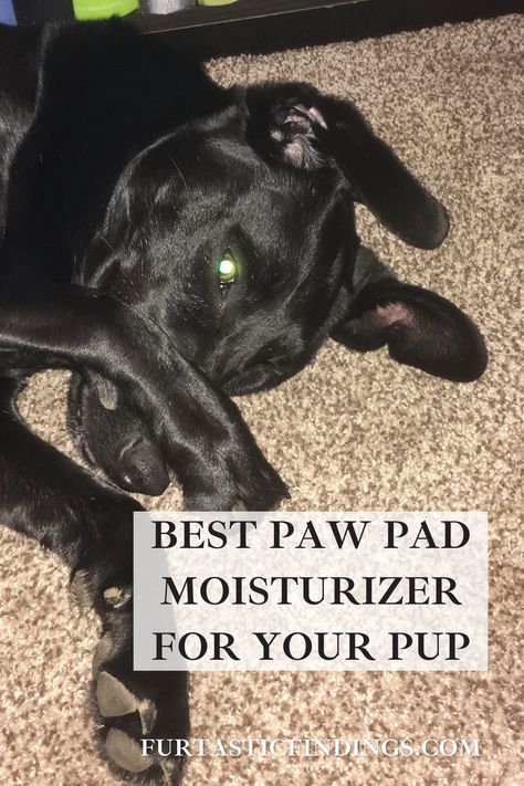 Dog paw pad moisturizer can help relieve your dog from the pain and discomfort that comes with dry, cracked paws. It can even offer further protection from hot or cold pavement during various weather conditions. Dog Paw Moisturizer Diy, Paw Care For Dogs, Dry Dog Paws, Why Dogs Lick Their Paws, Dog Balm For Paws, Dog Paw Pad Moisturizer, Dog Paw Moisturizer, Dog Paw Wax, Dog Paw Pads