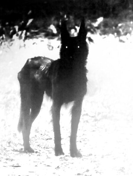 Black Dog, The Snow, A Black, A Dog, Black And White, White, Black