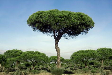 Italian Stone Pine Tree, Pine Nut Tree, Stone Pine Tree, Types Of Pine Trees, Pinus Pinea, Unique Umbrella, Italian Stone, Rock Garden Landscaping, Unique Trees