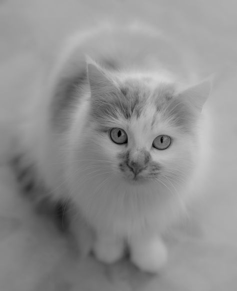 Chat, Noir Et Blanc, Animal De Compagnie, Félin Exotic Cats, Cute Animal Videos, Beautiful Cat, Pet Lovers, Crazy Cat Lady, Cat Photo, Animal Gifs, Cat Lady, A Cat