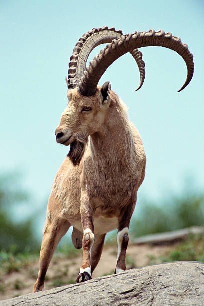 Goat Photo, Ibex Goat, Big Horn Sheep, Amazing Animal Pictures, Animal Study, Mountain Goat, Majestic Animals, Animal Heads, Arte Animal