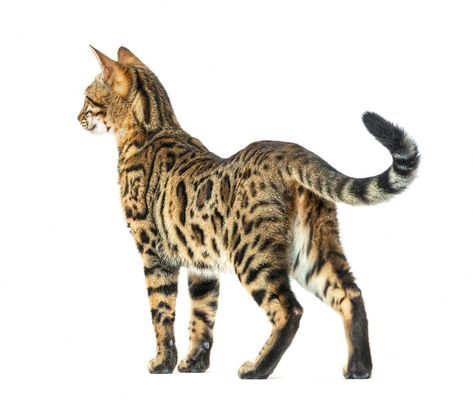 Premium Photo | Proud adult bengal looking backwards isolated on white Two Cats Laying Together, Cat Reference Poses Photo, Cat Full Body Photo, Big Cat Poses, Cat Poses Photography, Cat Pose Reference Photos, Cat Poses Reference, Dynamic Cat Poses, Cat Pose Reference