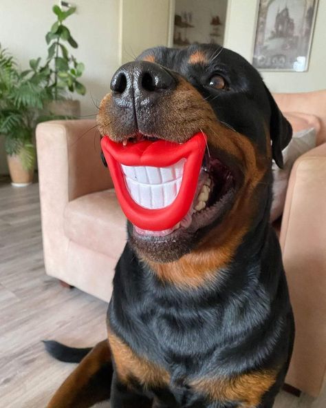 Rottweiler Pictures, Funny Rottweiler, Rottweiler Funny, Rottweiler Love, Rottweiler Lovers, Cute Dogs Images, Funny Pix, Funny Animal Photos, Cute Little Puppies