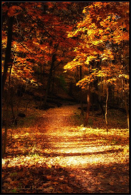 Peoria, Illinois Pekin Illinois, Forest Paths, October Country, East Peoria, Peoria Illinois, Southern Illinois, Small City, Forest Path, Autumn Colours