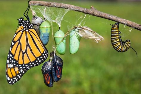 The Monarch Butterfly - 'Stages of Life' by Gabe Leidy Photography, Ohio Butterfly Stages Life Cycles, Butterfly Evolution, Butterfly Stages, Butterfly Hatching, Botanical Mural, Stages Of A Butterfly, Cool Bugs, Final Exam, Butterfly Photos