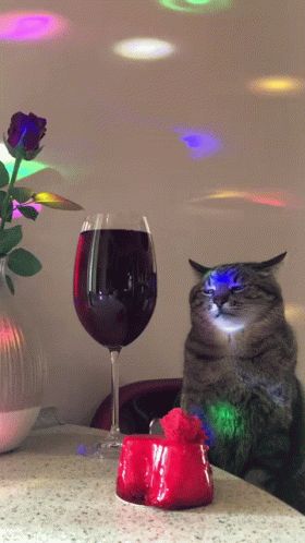 Cat Drinking Wine, Cat Wine, Drinking Wine, Cat Drinking, Animated Gif, Gif, Wine