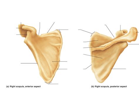 Name the scapular landmarks! Scapula Bone, Bones Game, Anatomy Notes, Femur Bone, Quiz Names, Anatomy Medical, Architecture Concept Drawings, Online Quiz, Architecture Concept