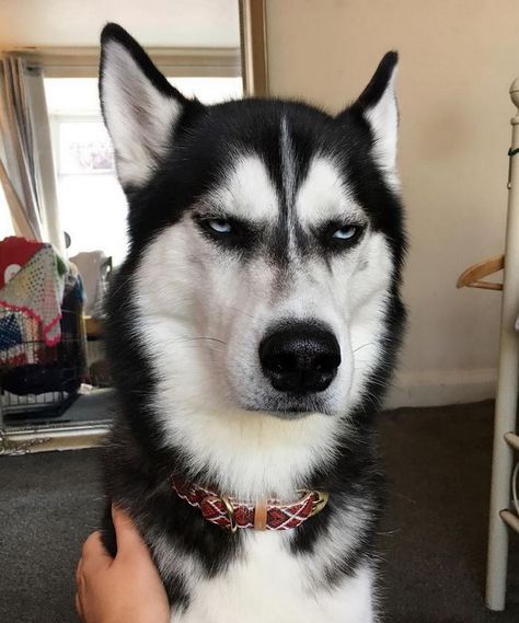 Even if he doesn't look thrilled by your presence, Anuko loves to play and cuddle just like any other dog. Puppy Husky, Husky Funny, Cute Husky, Dog Quotes Funny, A Husky, Husky Puppy, Husky Dogs, Dog Memes, Dog Quotes