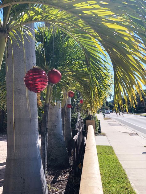 Decorating Palm Trees For Christmas, Coastal Holiday, Xmas 2024, Tree Themes, Tree Line, Christmas Tree Themes, Outdoor Christmas Decorations, Christmas Garland, Christmas Baubles