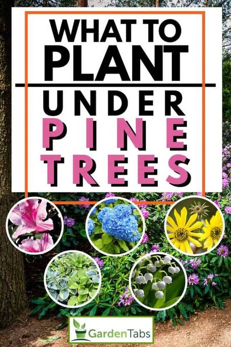 What to Plant Under Pine Trees? - Garden Tabs Under Tree Garden Ideas, Hostas Under Pine Trees, Shade Garden Under Pine Trees, Creative Landscape Edging, Backyard Pine Trees Landscaping Ideas, Garden Under Pine Tree Ideas, Under Pine Tree Landscaping Ideas, Landscape Ideas For Under Pine Trees, Flowers Under Pine Trees