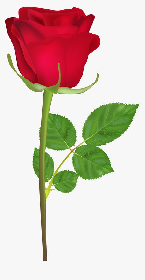 Rose Flower Hd, Rose With Stem, Rose Flower Png, Purple Png, Happy Birthday Rose, Rose Flower Photos, Rosé Gif, Love Rose Flower, Rosé Png