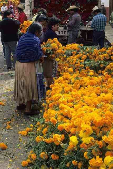 Marigolds for Dia de los Muertos Gabriel Garcia Marquez, Outdoor Market, Fresh Cut Flowers, Mexican Culture, Mexican Style, Mexican Art, Mellow Yellow, Flower Market, Central America