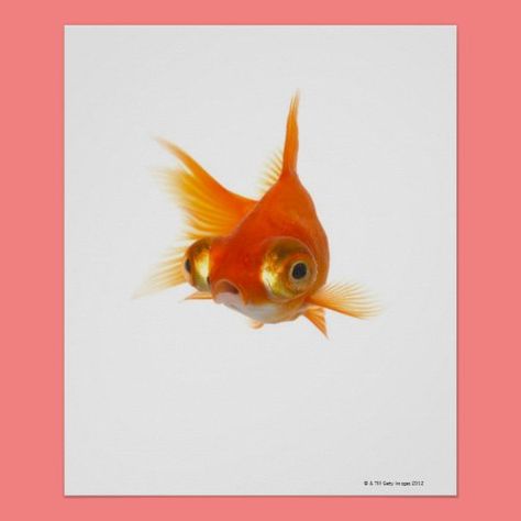 Goldfish with Big eyes Poster Fish With Big Eyes, Telescope Goldfish, Big Eyed Fish, Fish Reference, Eyes Poster, Goldfish Art, Fish Prints, Draw Reference, Animal Body Parts