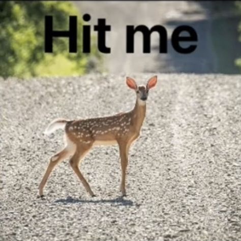 Meme | Humor | Funny | Chaotic | Deer | Hit Me | Joke • Credit: @dreaprunz on TikTok Deer Meme, Meme Humor, Humor Funny, Deer, Humor, Memes, Funny, Humour