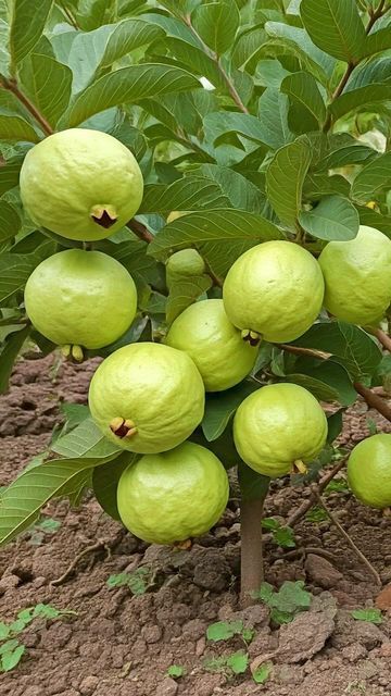 Guava Images, Guava Plant, Guava Tree, Guava Fruit, Guavas, Vegetable Planters, Tree Growth, Small Vegetable Gardens, Agriculture Farming