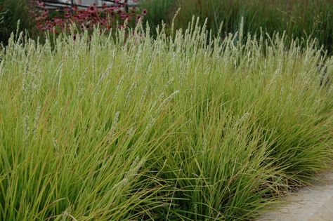 Sesleria autumnalis | Chuck Evens | Flickr Sesleria Autumnalis, Lawn Borders, Lawn Alternatives, Perennial Grasses, Grasses Garden, Plant Combinations, Ornamental Grasses, Landscaping Plants, Plant Design