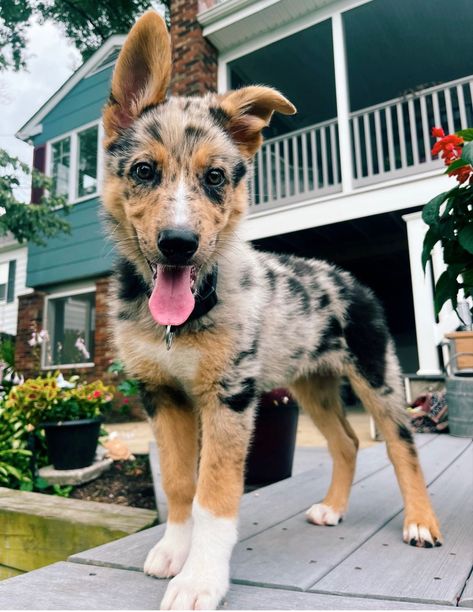 Australian Shepherd Puppy
German Shepherd Puppy German Shepherd Mixed With Australian Shepherd, German Shepherd And Australian Shepherd, German Shepherd Australian Shepherd Mix Dogs, German Aussie Shepherd, Australian Shepherd Mixed With German Shepherd, Husky Australian Shepherd Mix Puppies, Mini Shepard Dog, German Shepherd X Australian Shepherd, Australian German Shepherd Mix Puppies