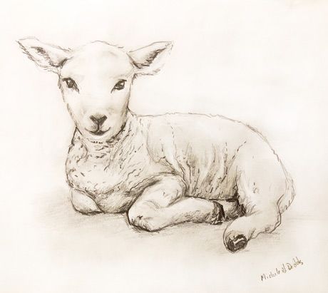 Lamb Drawing by Michele Dodds Lamb Laying Down Drawing, Baby Lamb Drawing, Trimurti Arts, Lamb Sketch, Drawing Sheep, Watercolor Sheep, Lamb Drawing, Lamb Tattoo, Lamb Art