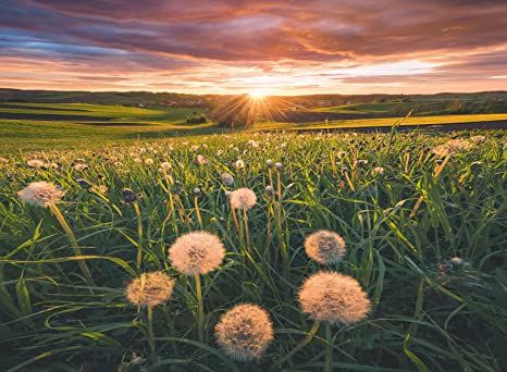 Amazon.com: RAVENSBURGER Puzzle 16990 Dandelions at Sunset-Nature Edition 500 Pieces : Toys & Games Meadow Photography, Photography Sketchbook, Sunset Nature, Spring Photography, Spring Aesthetic, Nature Aesthetic, Landscape Photographers, Big Canvas Art, The Sound