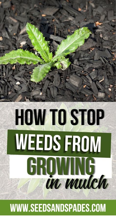 Stop Weeds From Growing, Kill Weeds Naturally, Killing Weeds, Garden Weeds, Garden Pest Control, Garden Pests, Diy Garden Projects, Yard Work, Garden Art Diy