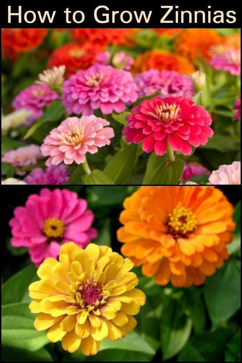 Zenia Flower, Farm View, Sunflowers Garden, Flower Studies, Zinnia Garden, Garden Uk, Flower Language, Plant Mama, Zinnia Flowers