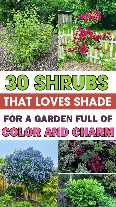 Brighten Up Shady Areas with These Shrubs Bushes That Grow In The Shade, What To Plant In Shaded Area, Bushes For Shaded Areas, Shade Loving Flowers Perennials, Shady Landscape Ideas, Best Plants For Shaded Areas, Shaded Garden Ideas, Plants For Shade Outdoors, Shrubs For Shaded Areas