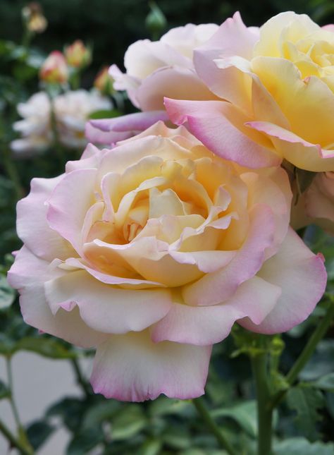 peace rose Patience Rose, Chicago Peace Rose, Tropicana Rose, Peace Roses, Free Spirit Rose, Love And Peace Rose, Queen Elizabeth Rose, Yellow Roses Friendship, Peace Rose