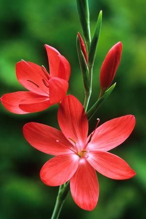 Schizostylis coccinea 'Major' Outdoor Flowering Plants, Lily Plants, Flower Field, Flower Photos, Green Backgrounds, Love Flowers, Gifts In A Mug, Amazing Flowers, Watercolor Flowers