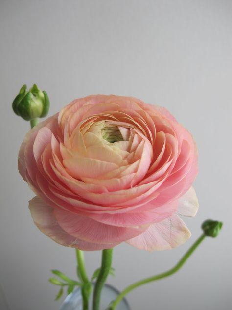 Ranunculus Painting, Persian Buttercup, Ranunculus Flower, Flower Identification, Wafer Paper Flowers, Ranunculus Flowers, Different Flowers, Sugar Flowers, Ranunculus