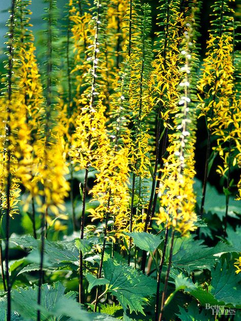 Ligularia will add a pop of yellow to your landscaping. It can grow in part sun and full sun. Here’s everything you want to know about how to grow ligularia and the best varieties of this pretty flower. Shade Perennials Deer Resistant, Deer Resistant Shade Plants, Rain Garden Plants, Rabbit Resistant Plants, Japanese Painted Fern, Shade Loving Plants, Broadleaf Evergreen, Lady's Mantle, Shade Gardening