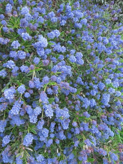 Mediterranean Flowers, Mediterranean Backyard, California Lilac, Mediterranean Homes Exterior, Rustic Mediterranean, Mediterranean Exterior, Mediterranean Plants, Mediterranean Architecture, Mediterranean Landscaping