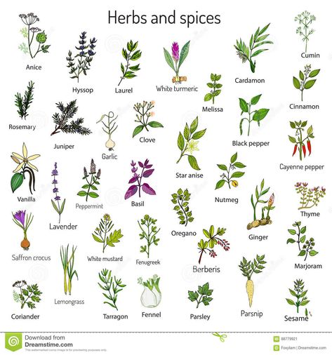 Herbs Image, Medicine Garden, Herbs Illustration, Herbs For Hair, Medical Herbs, Types Of Herbs, Kitchen Herbs, Culinary Herbs, Ayurvedic Herbs