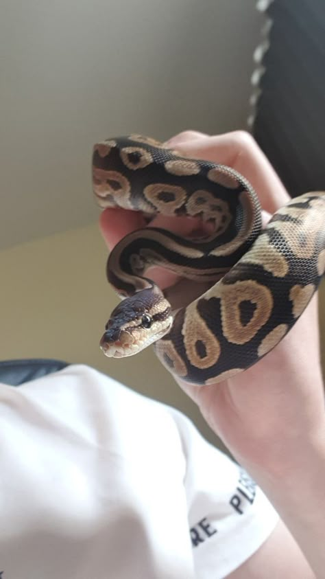 Cinnamon Ball Python, Snake Ball Python, Ball Python Pet, Baby Ball Python, Dream Snake, Snake Terrarium, Rare Albino Animals, Snake Enclosure, Pet Snakes