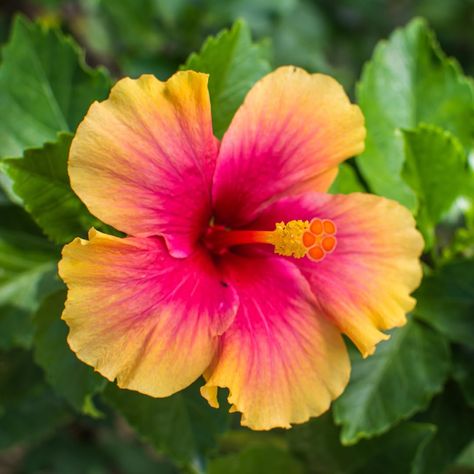 PRICES MAY VARY. Stunning flowers with bright double peach orange colors Can be grown in your garden or in pots on your garden or indoors Hardy plant that requires little care. Prefer Full Sun and zones 10 to 12 Vibrant flowers can last for long season. Hibiscus Flower Plant, Hibiscus Plants Live, Tropical Hibiscus Plant, Orange Sunset, Zone 10 to 12, Size 5 to 7 Inch Tall Hibiscus Colors, Hibiscus Flower Plant, Round Drawing, Plant Hibiscus, Hibiscus Garden, Hawaii Flowers, Stunning Flowers, Flowers Tropical, Zone 10