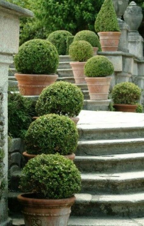 French Gardens, Boxwood Garden, Topiary Garden, Garden Shrubs, West Country, Garden Containers, Mediterranean Garden, The Secret Garden, Magical Garden