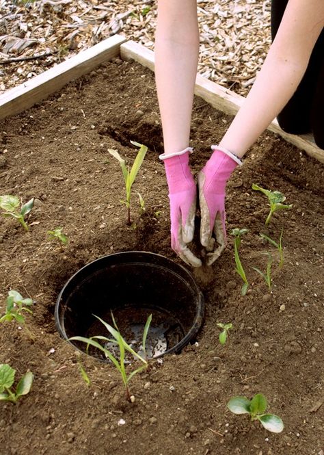 Gardening in Small Spaces -- Three Sisters Garden Three Sisters Garden, Gardening In Small Spaces, Help Each Other Grow, Succulent Garden Landscape, Garden Sink, Watering Pot, Garden Plots, Gardening Techniques, 3 Sisters