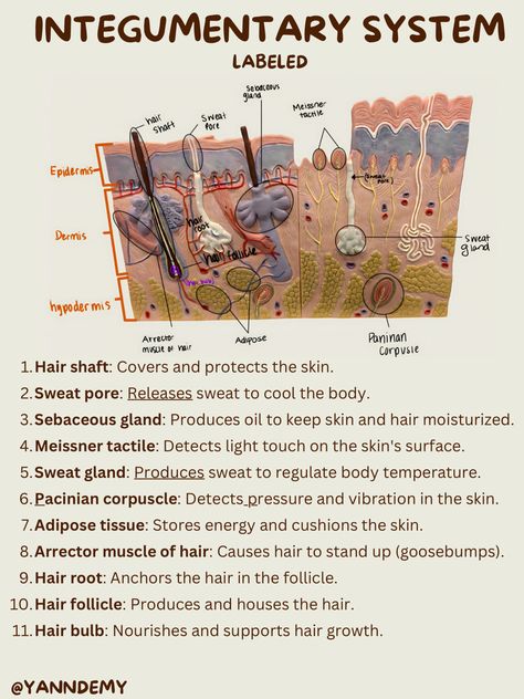 Integumentary System notes Anatomy And Physiology Integumentary, Integumentary System Diagram, Reproduction System Anatomy, Anatomy Integumentary System Notes, Anatomy And Physiology Notes Aesthetic, Skin Anatomy Notes, Integumentary System Model, Anatomy And Physiology Notes Integumentary System, Study Tips For Anatomy And Physiology