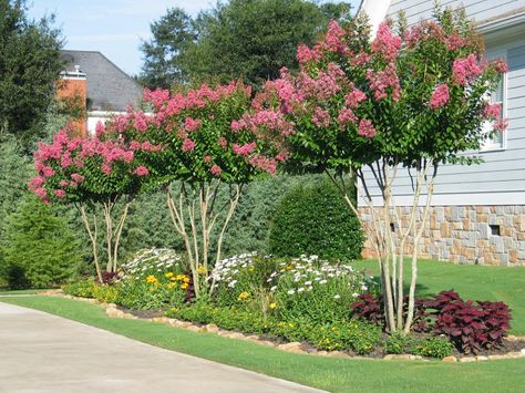 Perennial Garden Design, Landscaping Along Fence, Landscaping Diy, Crepe Myrtle, Plants Growing, House Gardens, English Country Gardens, Home Garden Design, Home Landscaping